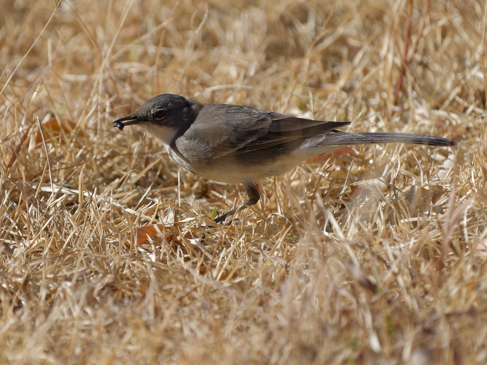 <a href="/trips/safari/biota/animalia/chordata/aves/040 passeriformes/119 motacillidae/motacilla capensis/motacilla capensis-nl.html">Motacilla&nbsp;capensis</a> / Cape&nbsp;wagtail / Kaapse&nbsp;kwikstaart